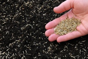 Sianie nasion trawy - Profesjonalne porady i artykuły