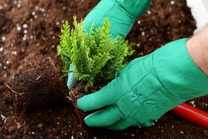 Jak gęsto sadzić tuje? Zobacz optymalny rozstaw