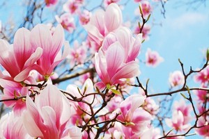 Choroby i szkodniki magnolii - przegląd, objawy i zwalczanie