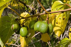 Aktinidia, Mini Kiwi - uprawa, odmiany, cięcie i pielęgnacja