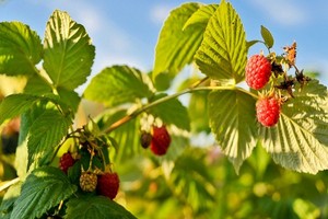 Kiedy i jak przesadzać maliny? Skuteczne przesadzanie malin