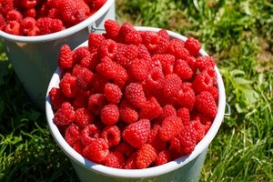 Malina Polana - opis, uprawa i charakterystyka odmiany