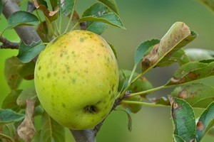 Najczęstsze choroby drzew owocowych - przegląd, objawy i zwalczanie