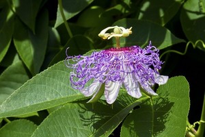 Męczennica, passiflora cielista (krwista) - opis, uprawa, wymagania i rozmnażanie