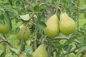 Grusza odmiany Carola - opis, uprawa, wymagania i odporność