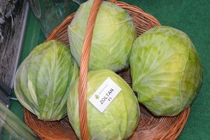 Odmiany kapusty - przegląd, charakterystyka i przeznaczenie