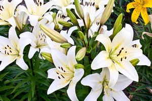 Lilie ogrodowe - odmiany, uprawa i pielęgnacja