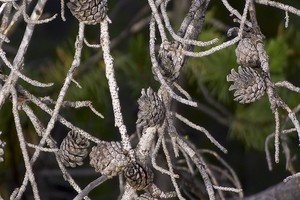 Choroby drzew iglastych - przegląd, objawy i zwalczanie chorób iglaków