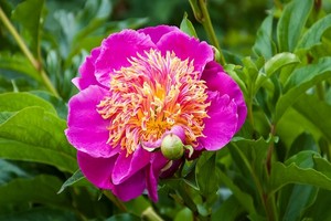 Piwonia chińska - odmiany, uprawa, wymagania i rozmnażanie