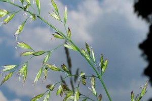 Kostrzewa łąkowa - opis, odmiany, uprawa i zastosowanie