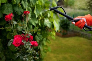 Najgroźniejsze szkodniki róż - przegląd, objawy i zwalczanie