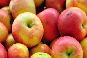 Zimowe odmiany jabłoni - przegląd i charakterystyka najlepszych