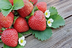 Truskawka Polka - opis, uprawa i charakterystyka odmiany