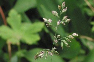 Wiechlina łąkowa - opis, odmiany, uprawa i zastosowanie