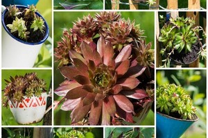 Efektowne rozchodniki - galeria zdjęć najpiękniejszych