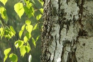 Brzoza brodawkowata - nieodzowny element polskiego krajobrazu