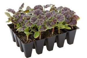 Jakie nasiona pelargonii wybrać? Jak i kiedy je siać? Zobacz!