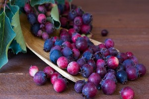 Świdośliwa - jakie sadzonki są najlepsze? Wyjaśniamy!