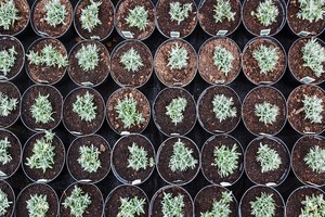 Sadzonki lawendy - co trzeba o nich wiedzieć? Zobacz!