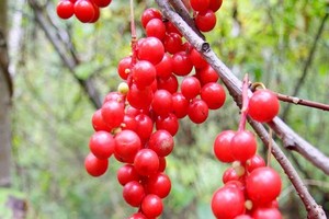 Jakie sadzonki cytryńca chińskiego warto kupić? Podpowiadamy!