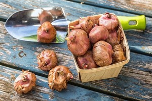 Jakie cebulki mieczyków warto kupić? Odpowiadamy!