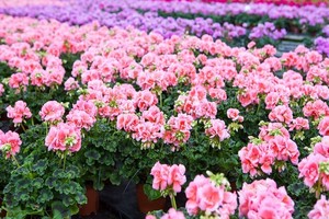 Dobre sadzonki pelargonii - czym powinny się cechować? Zobacz!