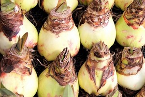 Jakie cebulki hippeastrum (zwartnicy) kupić? Jak i kiedy je sadzić?