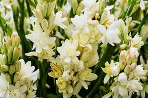 Jakie cebulki tuberozy kupić? Zobacz!