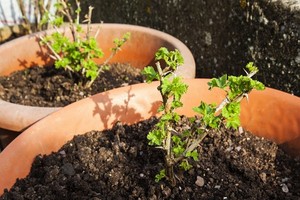 Rozmnażanie agrestu przez sadzonki i odkłady