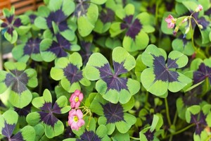 Szczawik, Oxalis - żółty, trójkątny i deppego