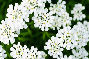 Ubiorek wiecznie zielony - uprawa, pielęgnacja, rozmnażanie i zastosowanie