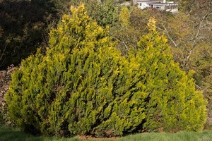 Żywotnik olbrzymi, tuja, thuja plicata - uprawa, odmiany i zastosowanie