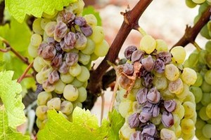 Szara pleśń - opis, oznaki oraz metody zwalczania