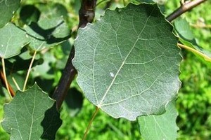 Topola szara - wymagania, zastosowanie i rozmnażanie