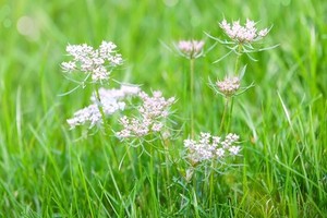 Biedrzeniec - charakterystyka, uprawa i zastosowanie