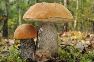 Własne grzyby we własnym ogródku - to możliwe!