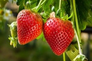 Nawożenie truskawek - cenne porady