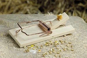 Pułapki na myszy - jakie wybrać?