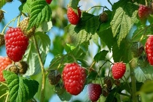 Nawożenie malin - praktyczne informacje