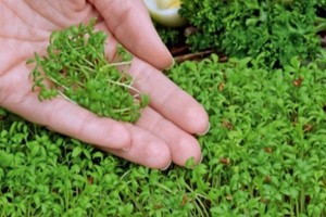 Microgreens - uprawa, zastosowanie