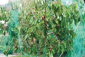 Siatki ochronne do drzew - wszystko, co warto wiedzieć!