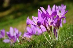 Cebulki zimowitów - co warto o nich wiedzieć? Zobacz!