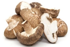 Grzybnia na kołkach - szczepienie, uprawa, polecane gatunki