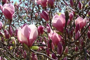 Nawożenie magnolii - wszystko o dawkach, terminach i nawozach
