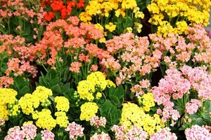 Uprawa kalanchoe - wymagania, rozmnażanie, właściwości