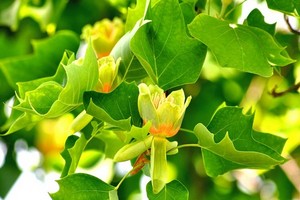 Uprawa tulipanowca amerykańskiego - odmiany, wymagania, rozmnażanie i zastosowanie