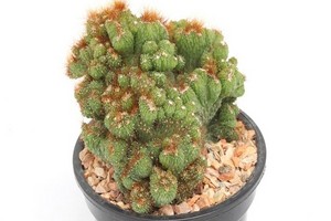 Cereus peruwiański - forma monstrualna