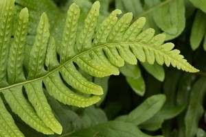 Paprotka zwyczajna - pielęgnacja, rozmnażanie i zastosowanie