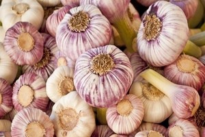 Naturalny antybiotyk z własnego ogródka - uprawiamy czosnek jadalny